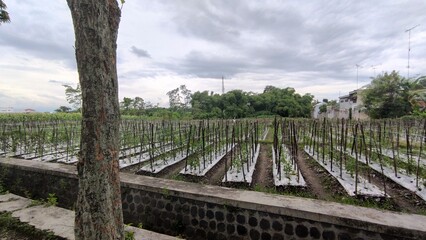 Fototapeta premium Landscape at Pare, Kediri City, East Java 