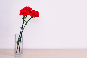 Fototapeta premium 真赤な カーネーション の 花 【 母の日 の イメージ 】 