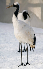 Japanese crane - Grus japonensis