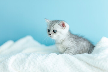 Portrait cute little striped british gray Kitten cat on white blanked on blue backgound. Concept adorable pets cats. Copyspace for text.
