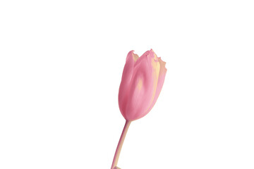 Pink tulip close up. Isolate. PNG