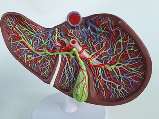 Artificial plastic model of liver. Anatomy of liver