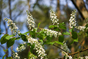Blooming bird cherry blossoms in the park in the spring illuminated by the sun