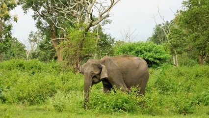 Naklejka premium Wild mother elephant protecting the baby in forest with Green Background