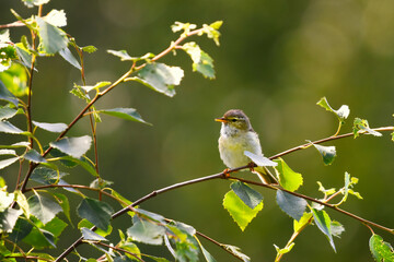 Willow warbler (Phylloscopus trochilus) sitting on a branch in the forest in summer.
