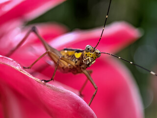 grasshopper on a red flower