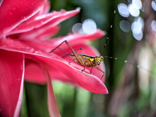 grasshopper on a flower