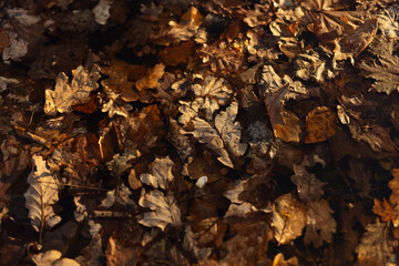 Brown dry leafs on the ground hit by a ray of light.