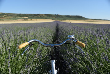 bicycle in the field