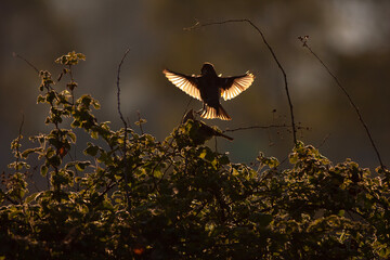 courtship dance of sparrows in backlight, House Sparrow, Passer domesticus
