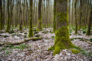 Trunks of a trees, overgrown with green moss on the north side, against the background of a forest with sparse trees, Hessen, Germany