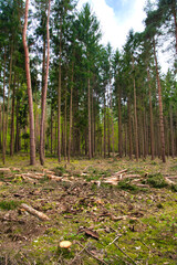 Firewoods lying in the pine forest, Hessen, Germany