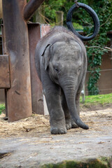Fototapeta premium elephant walking in the zoo