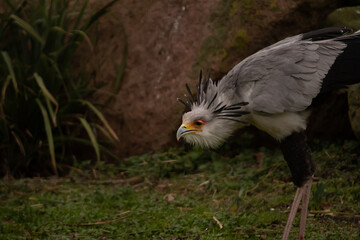 bird looking for prey