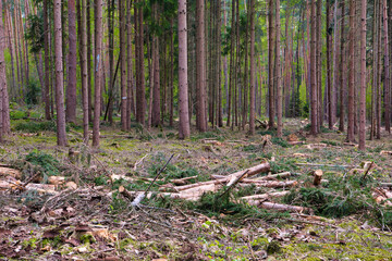 Firewoods lying in the pine forest, Hessen, Germany