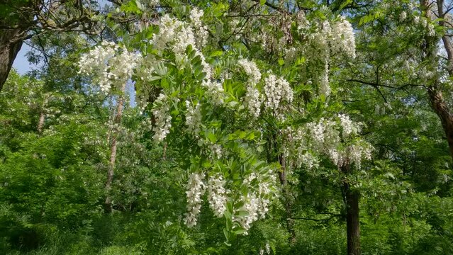 Branch of the blooming locust tree in sunny windy day