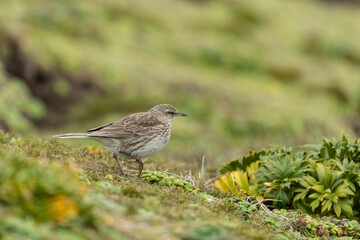 New Zealand pipit (Anthus novaeseelandiae)