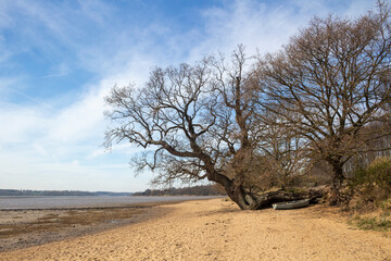 Fototapeta na wymiar Tree on the beach at Nacton Foreshore, Suffolk, England, United Kingdom