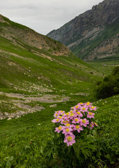 flowers in the mountain Ossetia