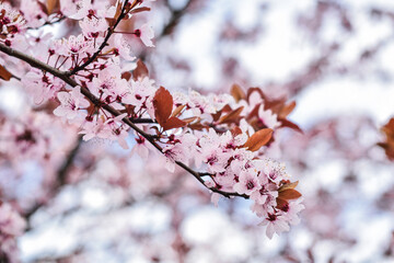 Beautiful spring pink flowers, blooming tree. Piękne wiosenne drzewo kwitnące na różowo, różowe kwiaty. - obrazy, fototapety, plakaty