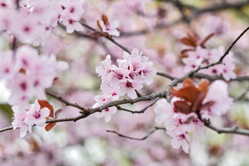 Fototapeta na wymiar Beautiful spring pink flowers, blooming tree. Piękne wiosenne drzewo kwitnące na różowo, różowe kwiaty.