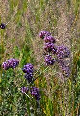 Argentinisches Eisenkraut in Blüte