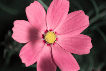 Obraz premium Beautiful purple Cosmos flower in the garden. Violet flowers pictures. on green grass background
