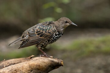 starling junior