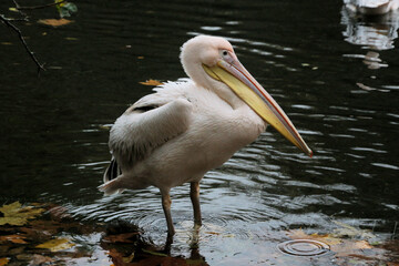 pelican in the water