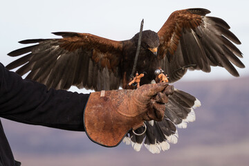 red tailed hawk falconry - obrazy, fototapety, plakaty