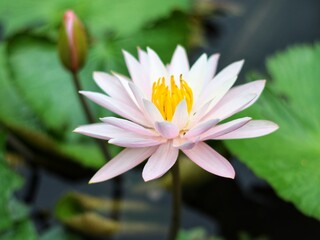 Fototapeta premium water lily in the garden