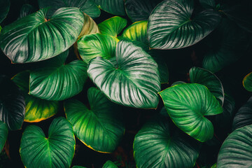 A background with an abstract design and a close-up texture of green leaves., tropical leaf and Nature concept.