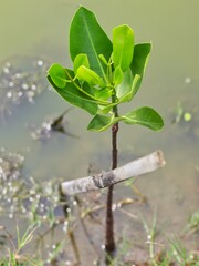 Mangroves plant in the swamp