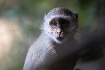 close up of a monkey