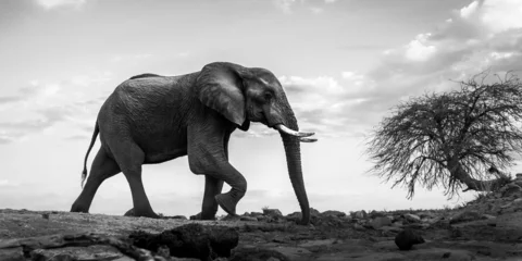 Foto op Aluminium elephant walking © Harry