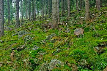 View of the green moss in the forest. The background of nature.