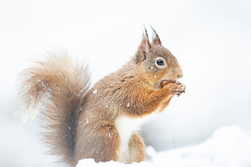 squirrel on a snow