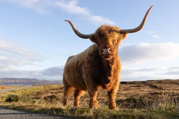 Photo sur Aluminium Highlander écossais scottish highland cow
