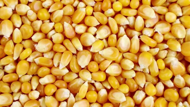 Bright yellow and orange dried corn seeds circle rotation close up