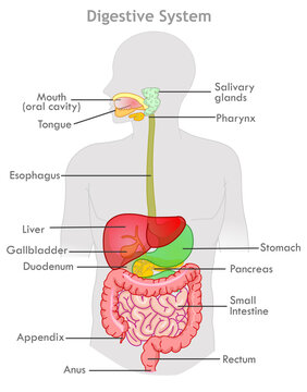 Labeled Digestive System Biology Diagrams