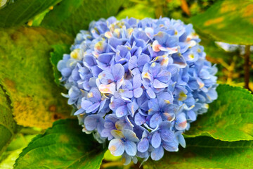 A bud of blooming blue hydrangeas in a garden or park.