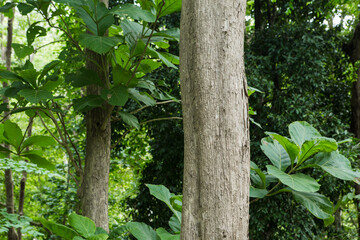 	
Teak Trees in Thailand precious hardwoods are one of the last major areas of tropical forest in Asia	