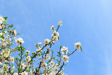  White almond flowers