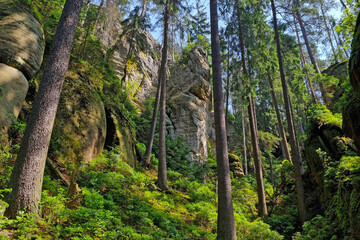 Beautiful green forest with rocks in the mountains.