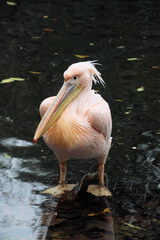 A close up of a Pelican in London