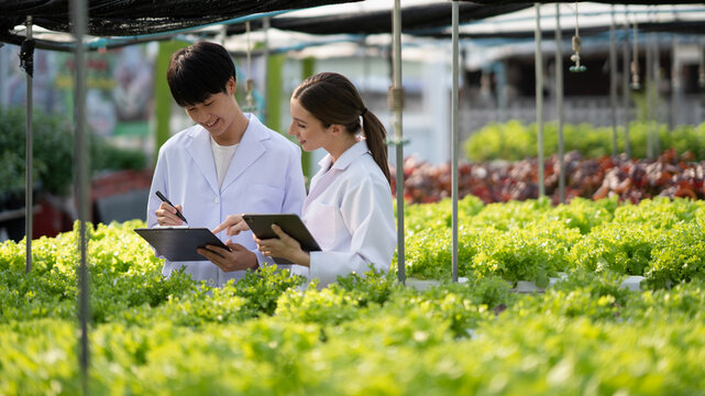 Hydroponics farm concept, Scientist team testing and collect data from lettuce organic hydroponic. Fresh vegetable at greenhouse farm garden.
