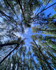 trees and sky