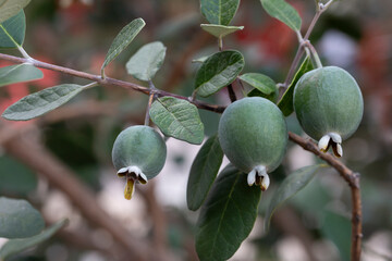 Ripe feijoa fruits on a tree lat. Acca sellowiana . Fresh feijoa, almost ready to harvest.