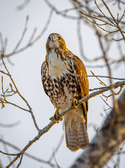 Beautiful Red-tailed Hawk Perched in a Tree