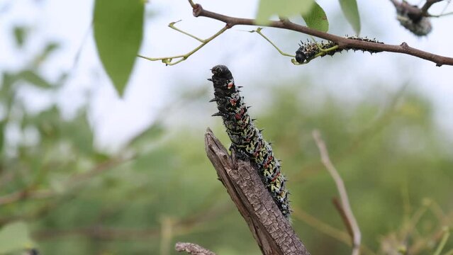 Mopani worm